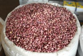 Agricultura inicia compra de semillas de habichuelas a los productores de San Juan.