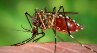 Salud Pública emite alerta epidemiológica por chikungunya