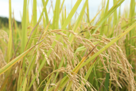 Presidente Abinader reitera protegerá producción nacional de arroz