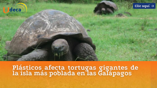 Plásticos afecta tortugas gigantes de la isla más poblada en las Galápagos