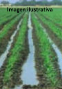 Apunto de colapsar la Agropecuaria en la Región Enriquillo, por la falta de agua para riego.  
