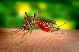 Población infantil registra mayoría de casos dengue.